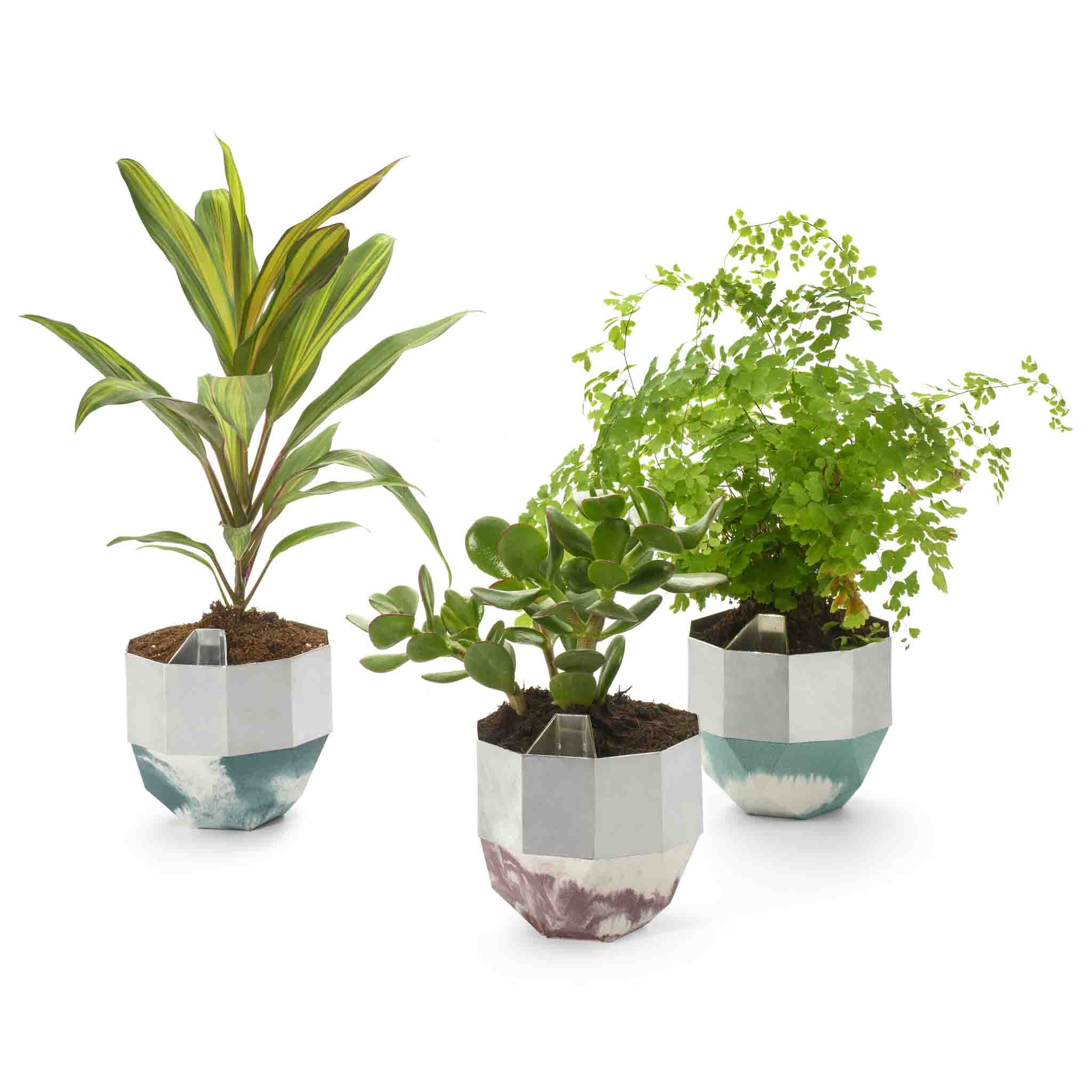 Self-Watering Pots by Heidi Carthew, group